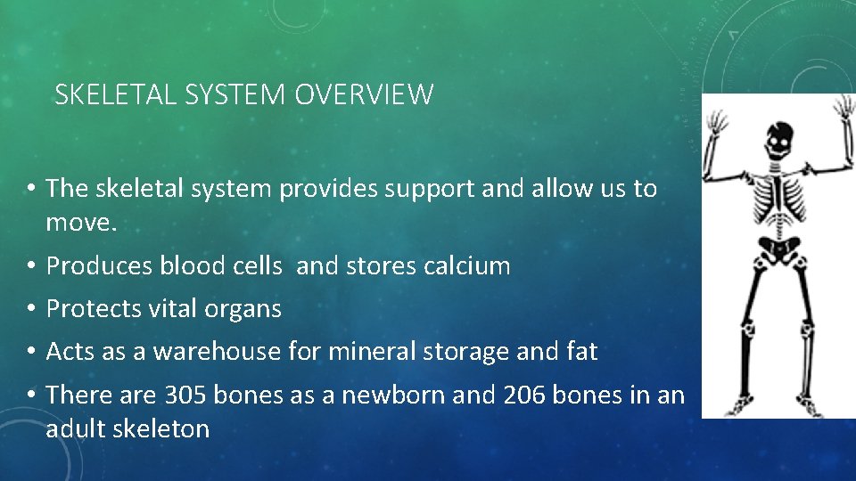 SKELETAL SYSTEM OVERVIEW • The skeletal system provides support and allow us to move.