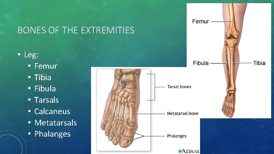 BONES OF THE EXTREMITIES • Leg: • Femur • Tibia • Fibula • Tarsals