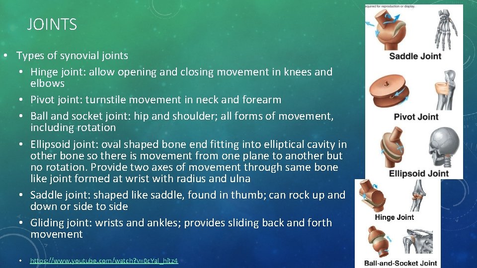 JOINTS • Types of synovial joints • Hinge joint: allow opening and closing movement