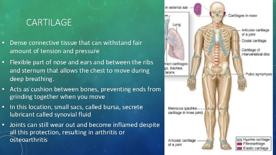 CARTILAGE • Dense connective tissue that can withstand fair amount of tension and pressure