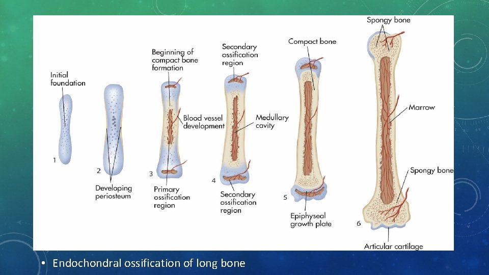 • Endochondral ossification of long bone 