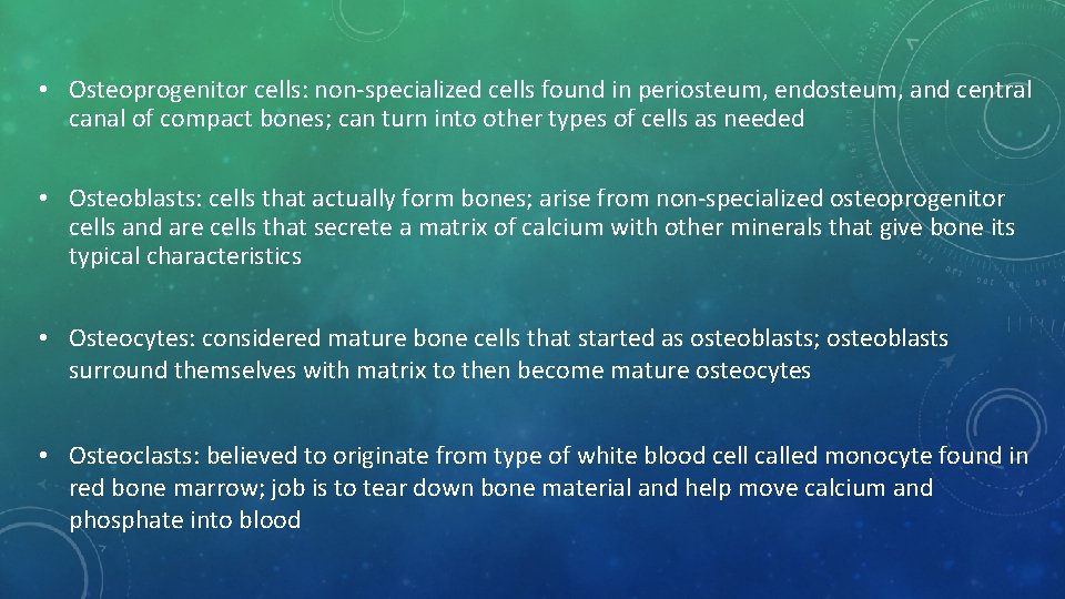  • Osteoprogenitor cells: non-specialized cells found in periosteum, endosteum, and central canal of