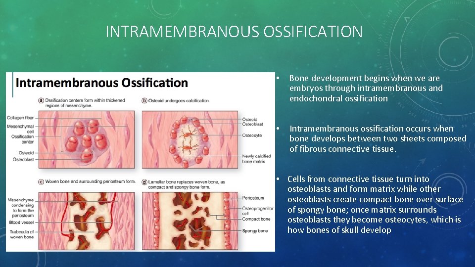 INTRAMEMBRANOUS OSSIFICATION • Bone development begins when we are embryos through intramembranous and endochondral