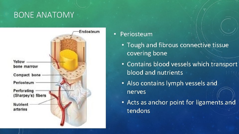 BONE ANATOMY • Periosteum • Tough and fibrous connective tissue covering bone • Contains