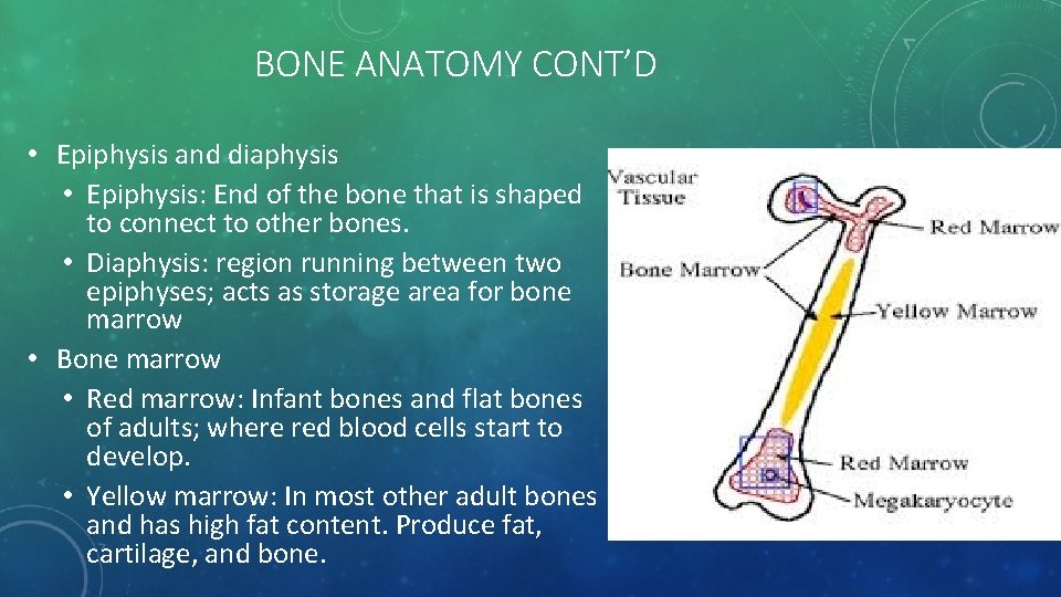 BONE ANATOMY CONT’D • Epiphysis and diaphysis • Epiphysis: End of the bone that