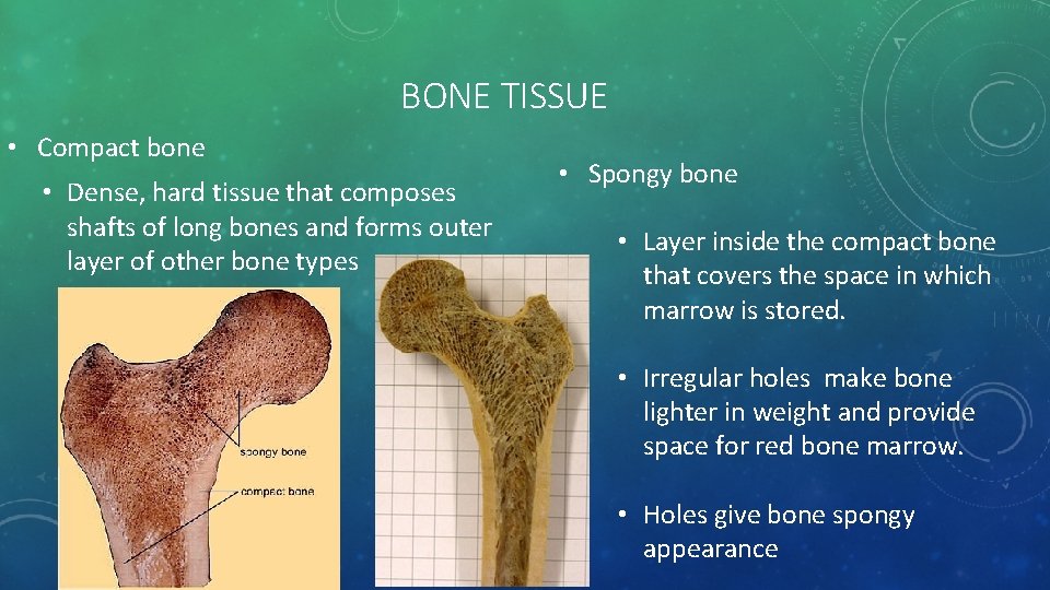 BONE TISSUE • Compact bone • Dense, hard tissue that composes shafts of long