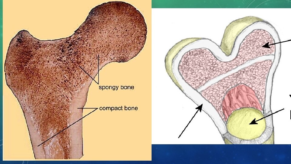 BONE TISSUE 