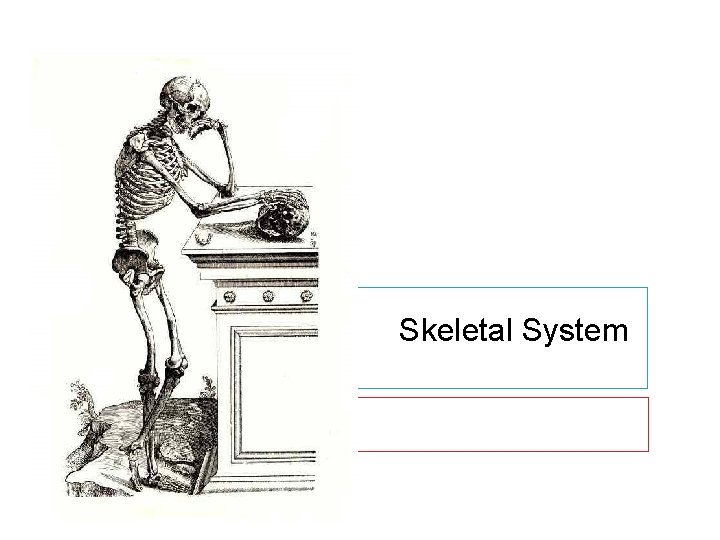Skeletal System 