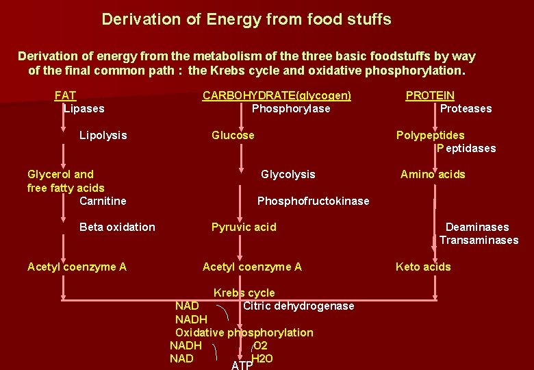 Derivation of Energy from food stuffs Derivation of energy from the metabolism of the