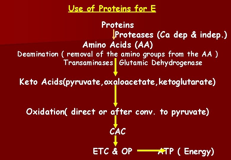 Use of Proteins for E Proteins Proteases (Ca dep & indep. ) Amino Acids