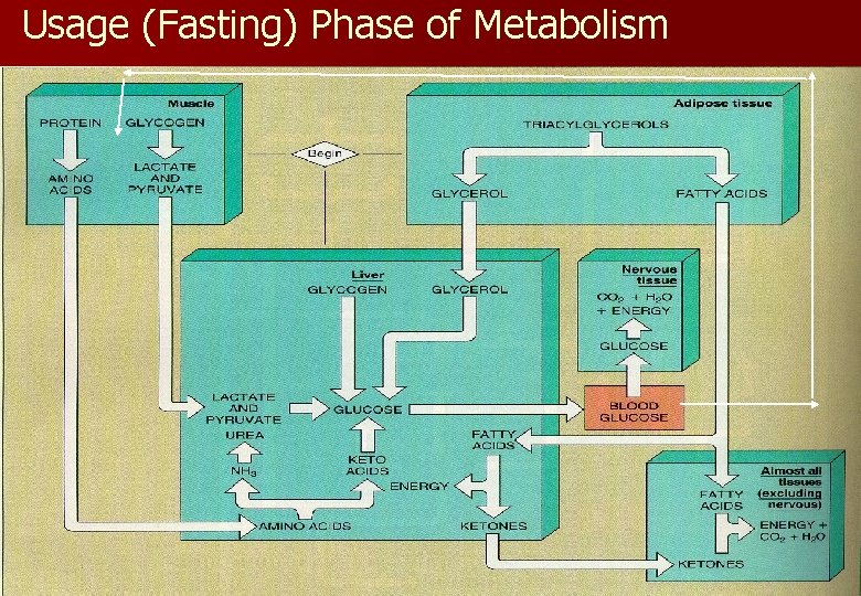 Usage (Fasting) Phase of Metabolism 