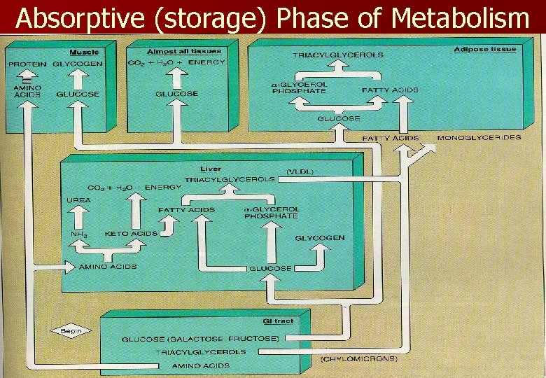 Absorptive (storage) Phase of Metabolism 