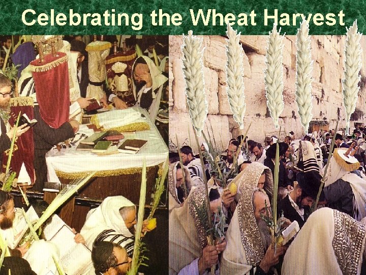 Celebrating the Wheat Harvest 