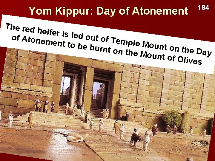 Yom Kippur: Day of Atonement 184 The red heifer is led out o of