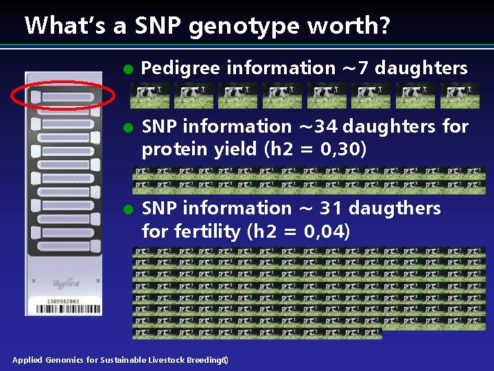 What’s a SNP genotype worth? l l l Pedigree information ~7 daughters SNP information What’s a SNP genotype worth? l l l Pedigree information ~7 daughters SNP information
