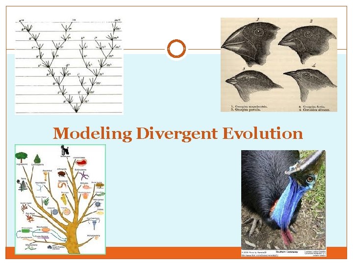 Modeling Divergent Evolution 