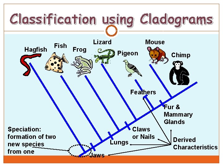 Classification using Cladograms Hagfish Fish Lizard Frog Mouse Pigeon Chimp Feathers Fur & Mammary