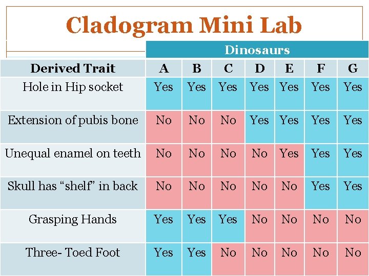 Cladogram Mini Lab Derived Trait Hole in Hip socket A Yes B Yes Dinosaurs