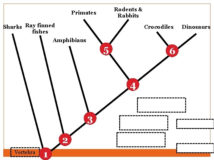 Rodents & Rabbits Primates Sharks Ray finned fishes Crocodiles Amphibians 5 6 4 Two