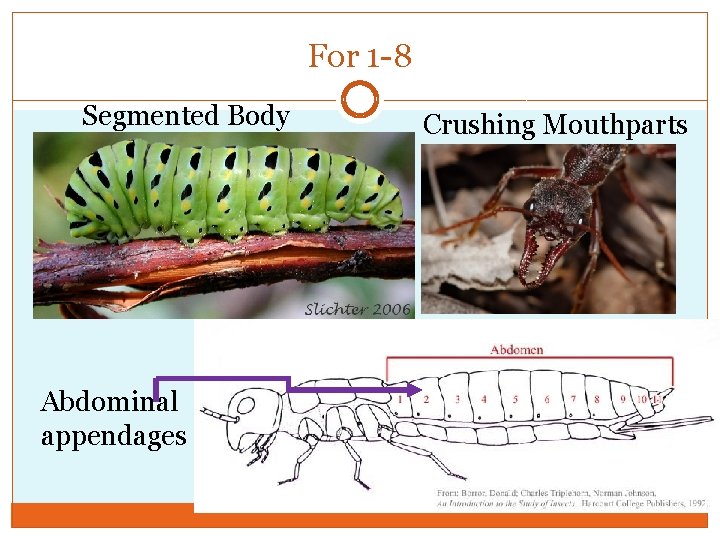 For 1 -8 Segmented Body Abdominal appendages Crushing Mouthparts 