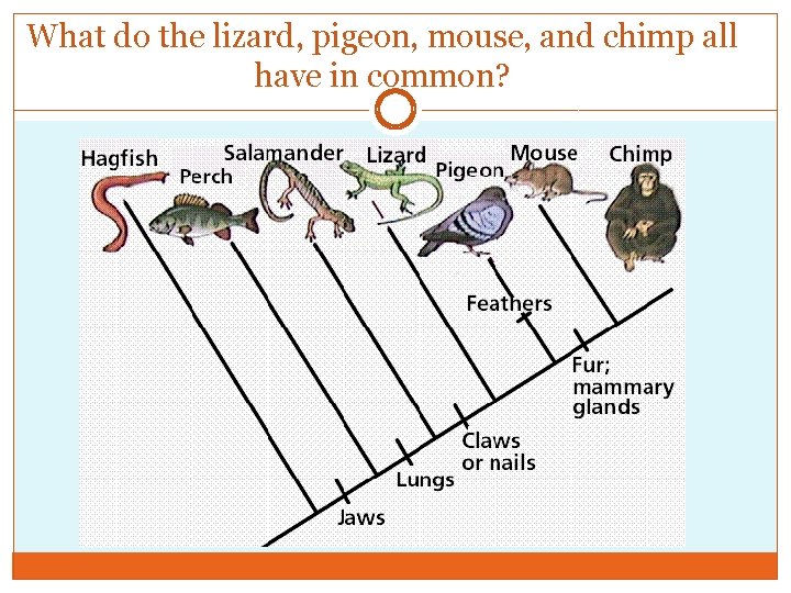 What do the lizard, pigeon, mouse, and chimp all have in common? 