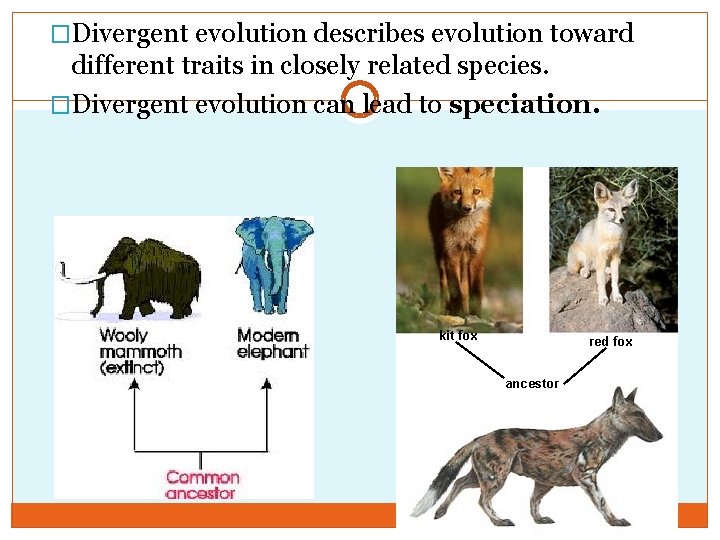 �Divergent evolution describes evolution toward different traits in closely related species. �Divergent evolution can