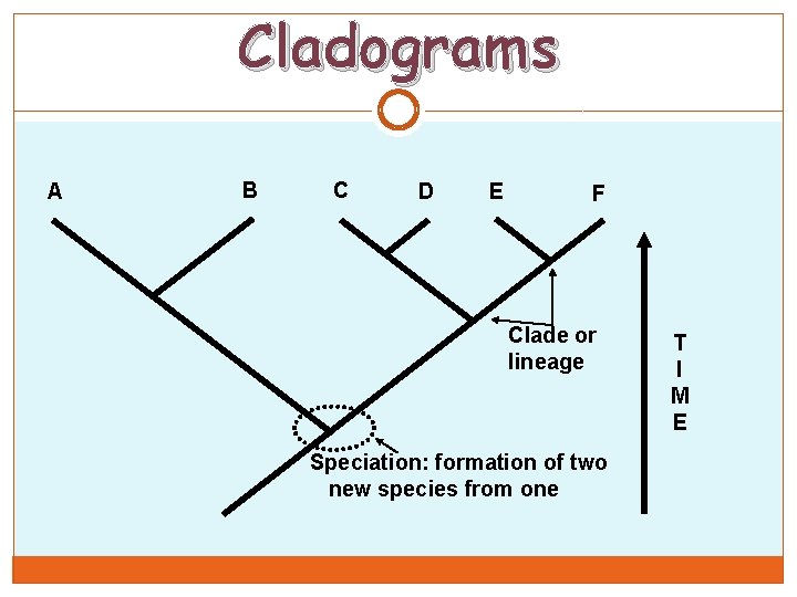 Cladograms A B C D E F Clade or lineage Speciation: formation of two