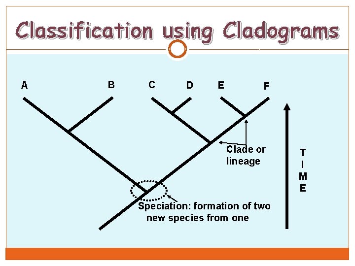 Classification using Cladograms A B C D E F Clade or lineage Speciation: formation