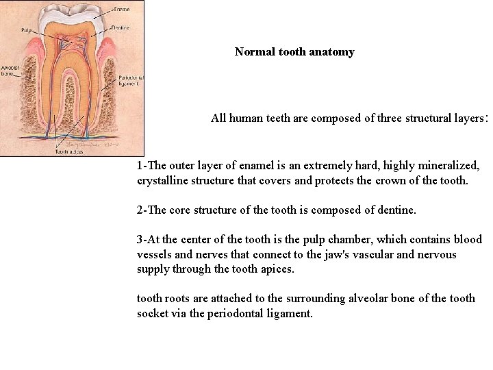 Normal tooth anatomy All human teeth are composed of three structural layers: 1 -The