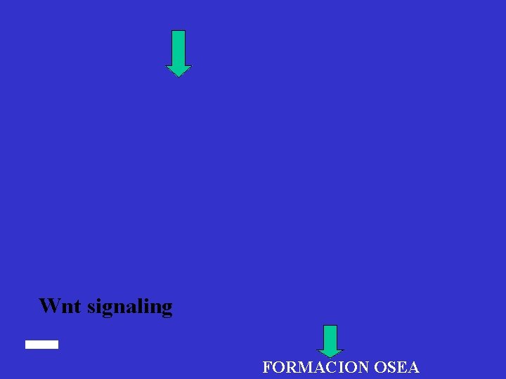 Wnt signaling FORMACION OSEA 