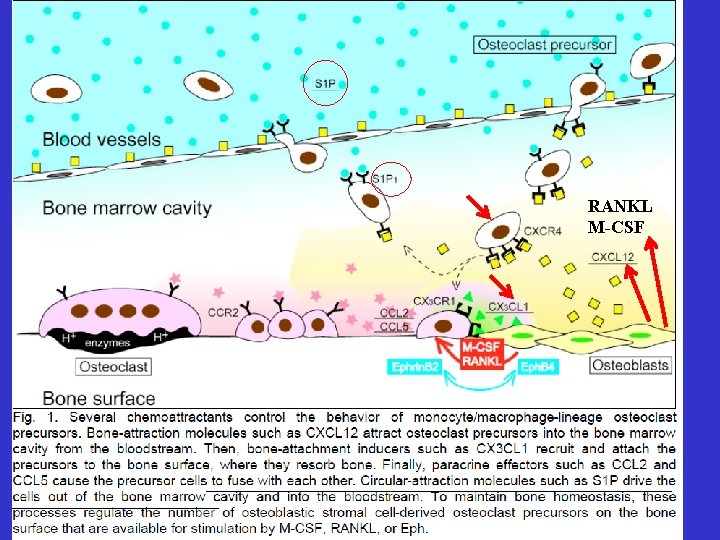 RANKL M-CSF 