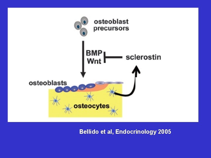 Bellido et al, Endocrinology 2005 
