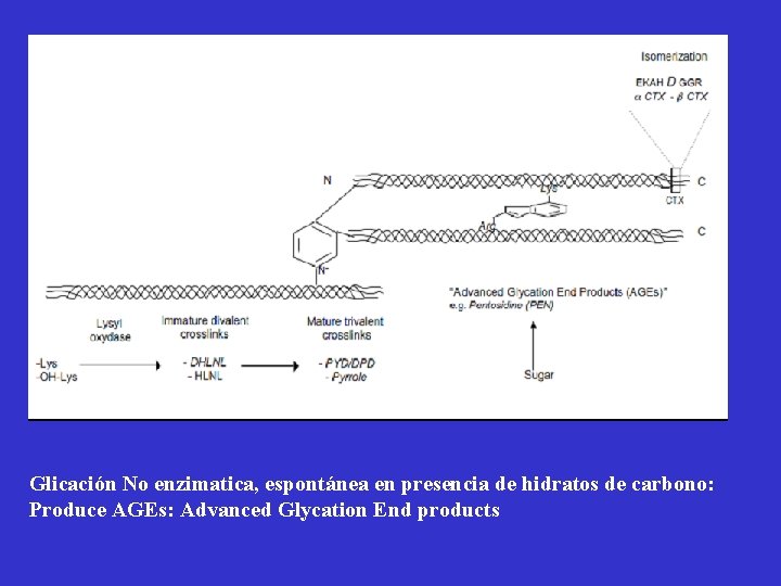 Glicación No enzimatica, espontánea en presencia de hidratos de carbono: Produce AGEs: Advanced Glycation