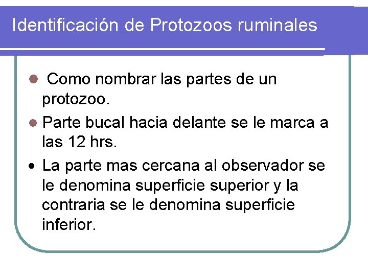 Identificación de Protozoos ruminales l Como nombrar las partes de un protozoo. l Parte