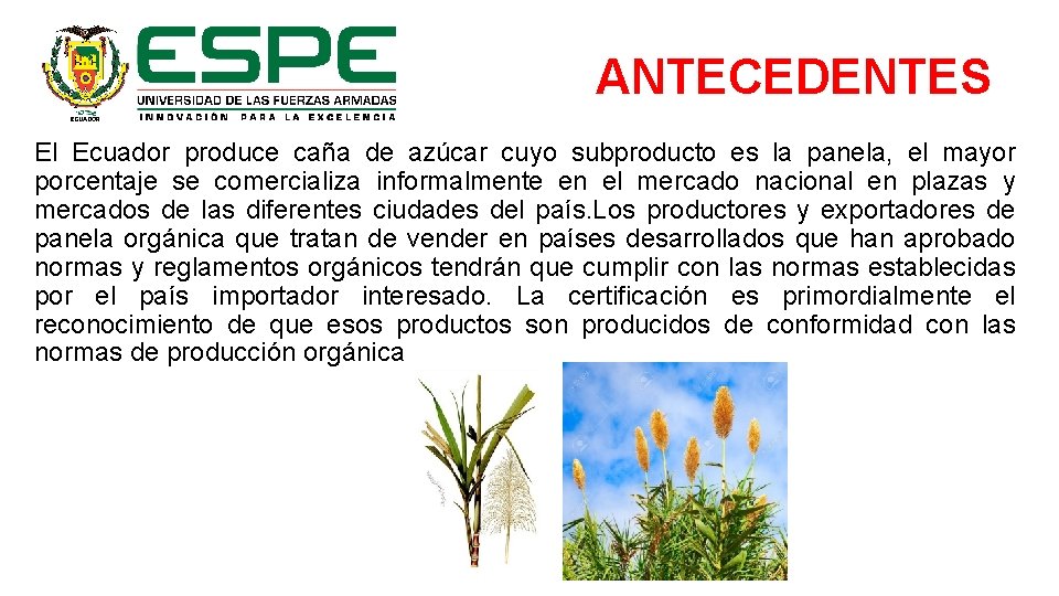 ANTECEDENTES El Ecuador produce caña de azúcar cuyo subproducto es la panela, el mayor