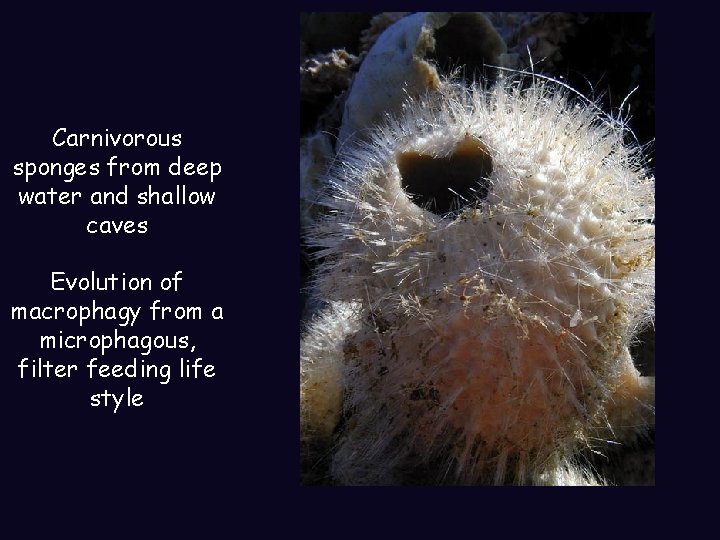 Carnivorous sponges from deep water and shallow caves Evolution of macrophagy from a microphagous,