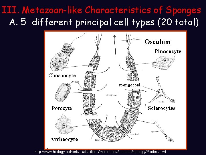 III. Metazoan-like Characteristics of Sponges A. 5 different principal cell types (20 total) Osculum