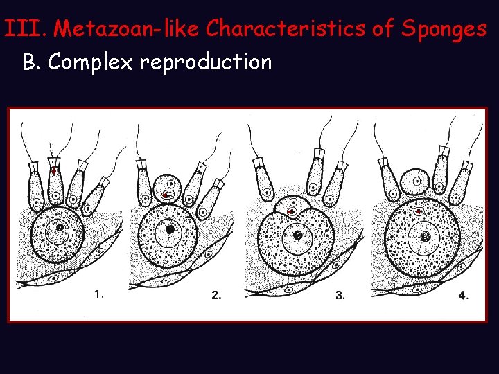 III. Metazoan-like Characteristics of Sponges B. Complex reproduction 