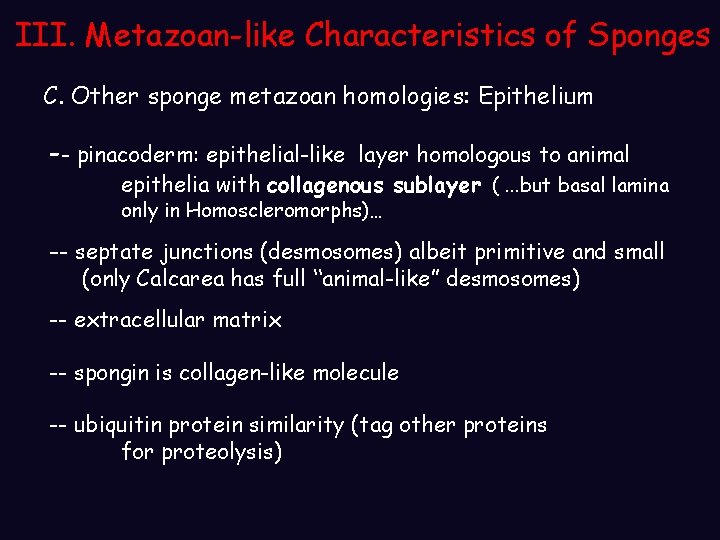 III. Metazoan-like Characteristics of Sponges C. Other sponge metazoan homologies: Epithelium -- pinacoderm: epithelial-like