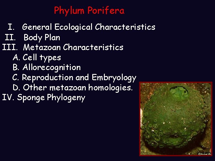 Phylum Porifera I. General Ecological Characteristics II. Body Plan III. Metazoan Characteristics A. Cell