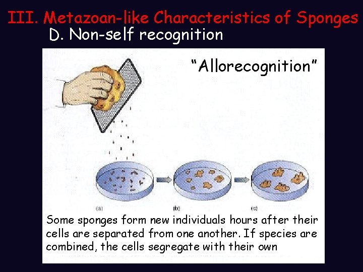III. Metazoan-like Characteristics of Sponges D. Non-self recognition “Allorecognition” Some sponges form new individuals