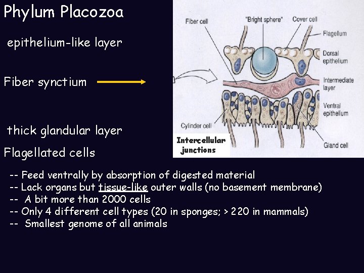 Phylum Placozoa Dorsal epithelium-like layer Fiber synctium thick glandular layer Flagellated cells Intercellular junctions