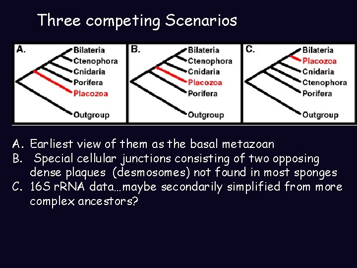 Three competing Scenarios A. Earliest view of them as the basal metazoan B. Special