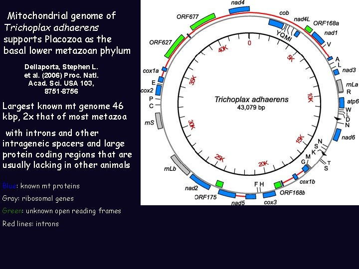 Mitochondrial genome of Trichoplax adhaerens supports Placozoa as the basal lower metazoan phylum Dellaporta,