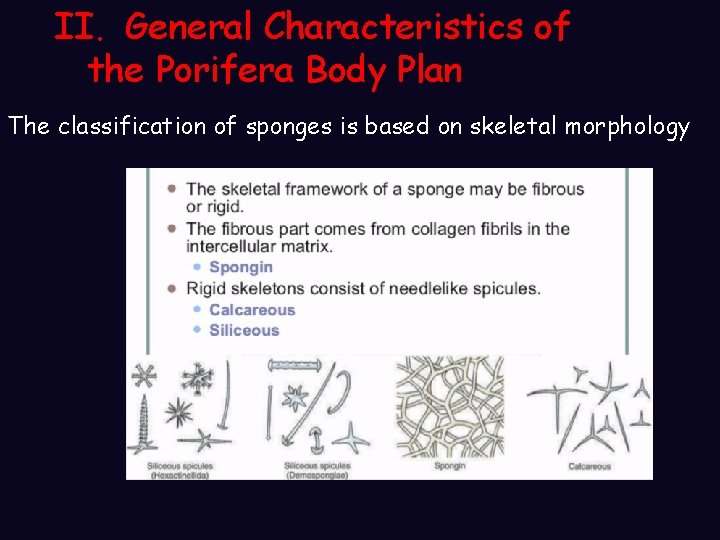 II. General Characteristics of the Porifera Body Plan The classification of sponges is based