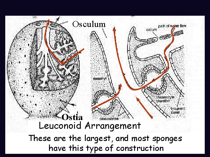 Osculum Ostia Leuconoid Arrangement These are the largest, and most sponges have this type