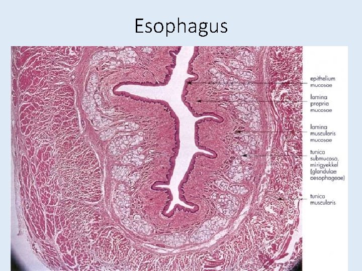 Esophagus 
