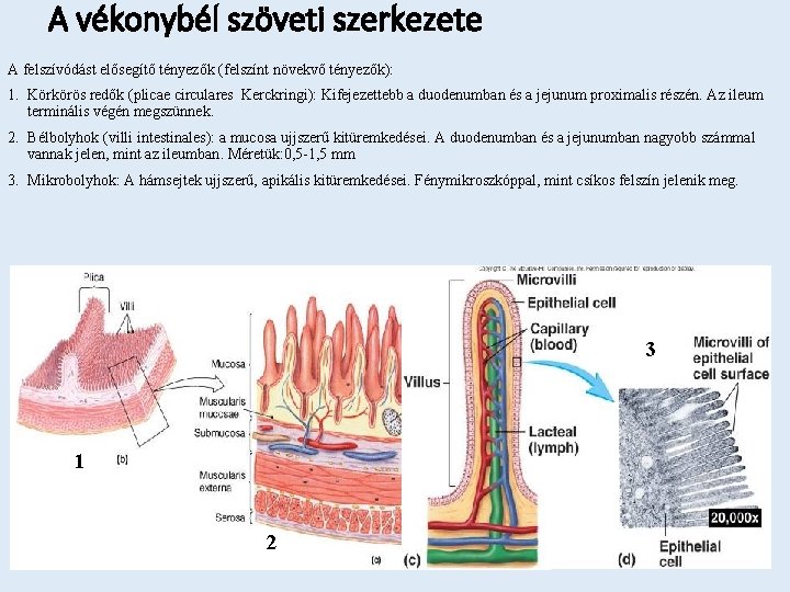 A vékonybél szöveti szerkezete A felszívódást elősegítő tényezők (felszínt növekvő tényezők): 1. Körkörös redők