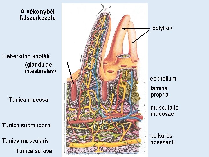 A vékonybél falszerkezete bolyhok Lieberkühn kripták (glandulae intestinales) epithelium Tunica mucosa lamina propria muscularis