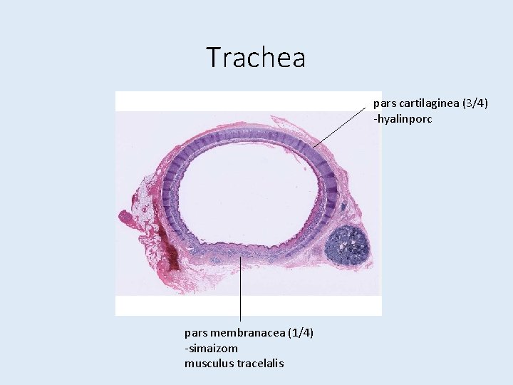 Trachea pars cartilaginea (3/4) -hyalinporc pars membranacea (1/4) -simaizom musculus tracelalis 